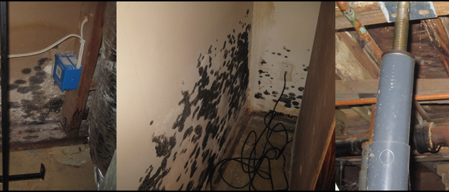 Mold Test Company - From $27 - Atlanta